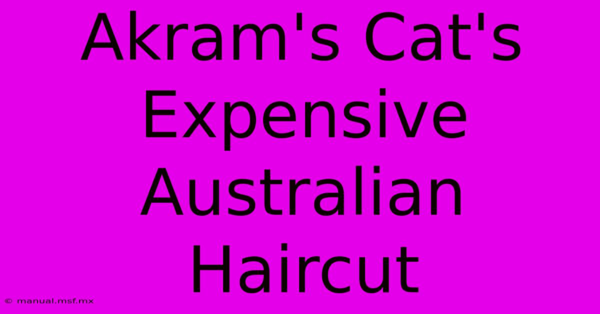 Akram's Cat's Expensive Australian Haircut 