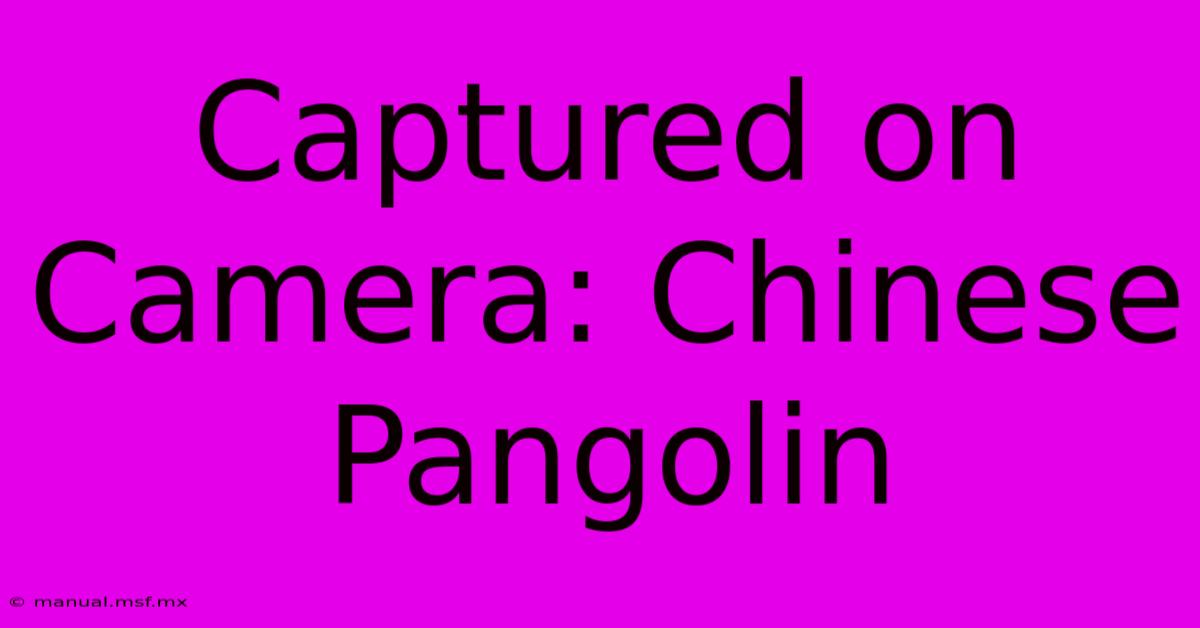 Captured On Camera: Chinese Pangolin