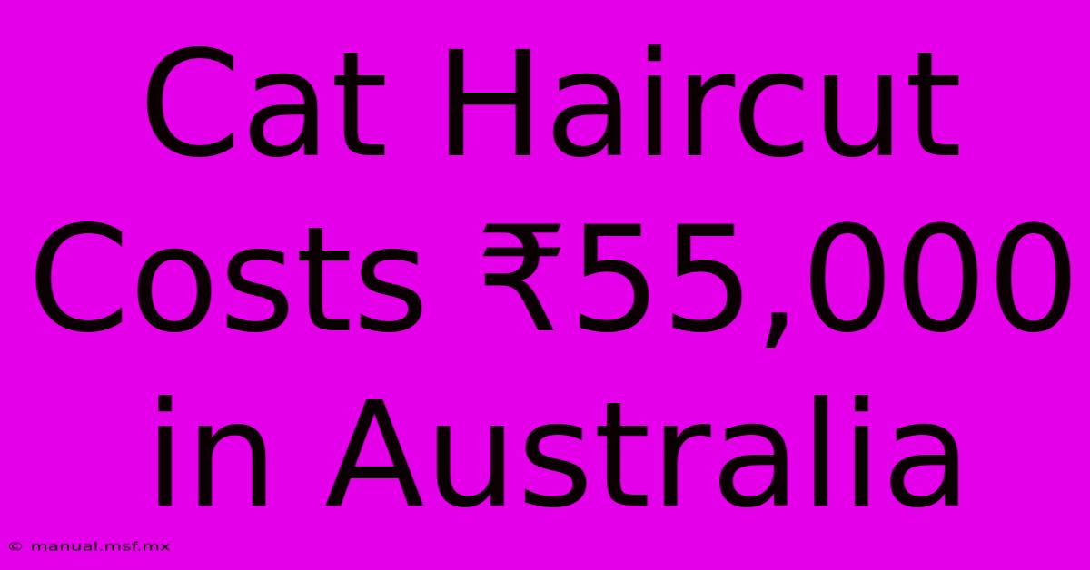 Cat Haircut Costs ₹55,000 In Australia