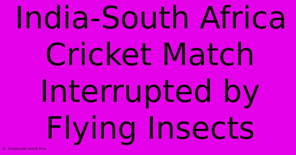 India-South Africa Cricket Match Interrupted By Flying Insects