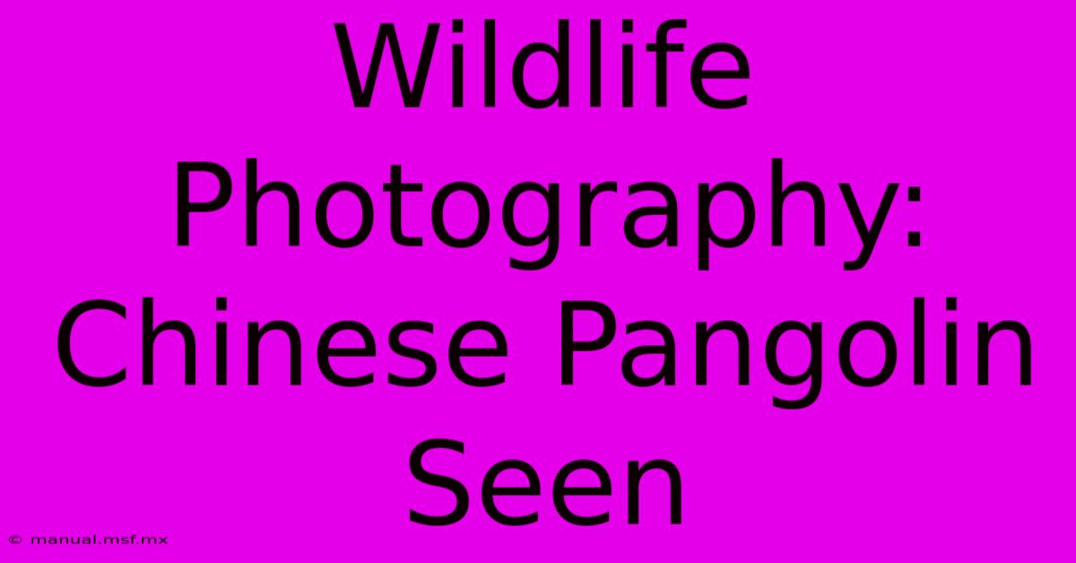 Wildlife Photography: Chinese Pangolin Seen